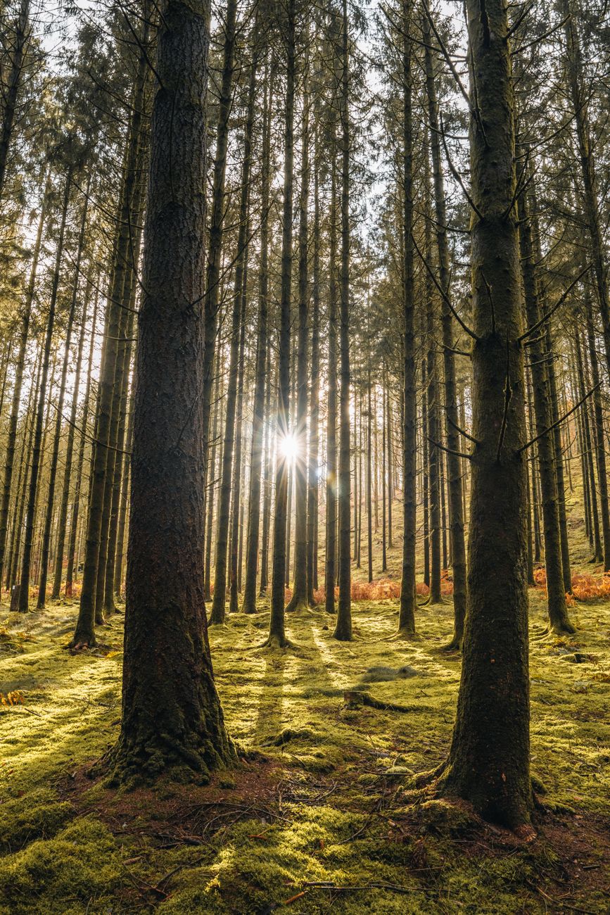 Ardennen bos rivier